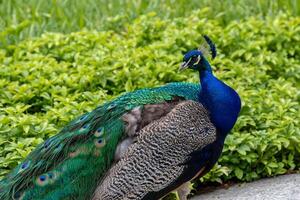 majestoso pavão exibindo vibrante azul e verde plumagem, com uma borrado verde fundo às kew jardins, Londres. foto