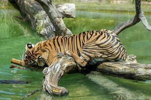 tigre em repouso em uma registro sobre água, exibindo Está listrado casaco e relaxado postura dentro uma natural habitat configuração às Londres jardim zoológico. foto
