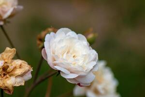 fechar-se do uma delicado branco rosa dentro flor com borrado fundo, exibindo natural beleza e floral elegância. foto