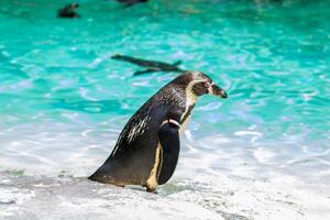 uma Humboldt pinguim em pé de a da água Beira com Claro turquesa água dentro a fundo às Londres jardim zoológico. foto