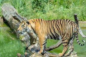 Bengala tigre em pé em uma registro de água com verde folhagem dentro a fundo às Londres jardim zoológico. foto