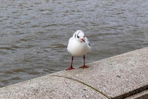 solteiro gaivota em pé em uma concreto margem do rio com água dentro a fundo. foto