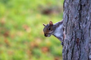 curioso cinzento esquilo espreitar a partir de atrás uma árvore porta-malas, com uma borrado verde fundo. foto