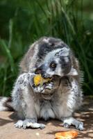 de cauda anelada lêmure comendo fruta ao ar livre, com natural verde fundo às Londres jardim zoológico. foto