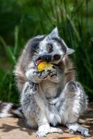 de cauda anelada lêmure comendo fruta ao ar livre com exuberante vegetação dentro a fundo às Londres jardim zoológico. foto