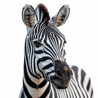 ai gerado jardim zoológico, zebra em branco isolado fundo - ai gerado imagem foto