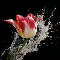 ai gerado uma Rosa tulipa é espirrando água dentro a ar foto