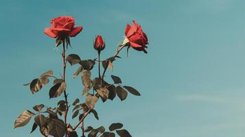 ai gerado vermelho rosas contra uma azul parede foto