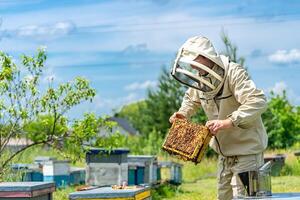 agrícola abelha proteção. bonito apicultor segurando de madeira quadro. foto