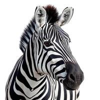 ai gerado jardim zoológico, zebra em branco isolado fundo - ai gerado imagem foto