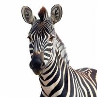 ai gerado jardim zoológico, zebra em branco isolado fundo - ai gerado imagem foto