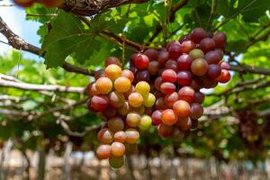 vermelho e verde Vinhedo dentro a cedo brilho do sol com roliço uvas colhido carregado esperando vermelho vinho nutricional beber dentro ninh thuan província, Vietnã foto