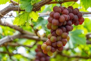 vermelho e verde Vinhedo dentro a cedo brilho do sol com roliço uvas colhido carregado esperando vermelho vinho nutricional beber dentro ninh thuan província, Vietnã foto