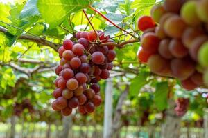 vermelho e verde Vinhedo dentro a cedo brilho do sol com roliço uvas colhido carregado esperando vermelho vinho nutricional beber dentro ninh thuan província, Vietnã foto