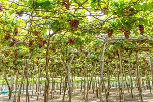 vermelho e verde Vinhedo dentro a cedo brilho do sol com roliço uvas colhido carregado esperando vermelho vinho nutricional beber dentro ninh thuan província, Vietnã foto