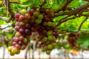 vermelho e verde Vinhedo dentro a cedo brilho do sol com roliço uvas colhido carregado esperando vermelho vinho nutricional beber dentro ninh thuan província, Vietnã foto