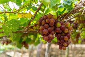 vermelho e verde Vinhedo dentro a cedo brilho do sol com roliço uvas colhido carregado esperando vermelho vinho nutricional beber dentro ninh thuan província, Vietnã foto