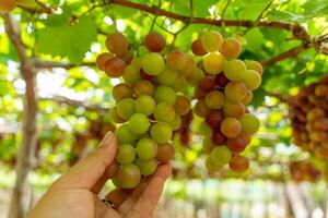 vermelho e verde Vinhedo dentro a cedo brilho do sol com roliço uvas colhido carregado esperando vermelho vinho nutricional beber dentro ninh thuan província, Vietnã foto