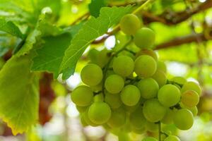 vermelho e verde Vinhedo dentro a cedo brilho do sol com roliço uvas colhido carregado esperando vermelho vinho nutricional beber dentro ninh thuan província, Vietnã foto