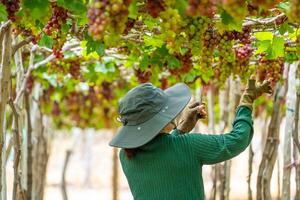 agricultor corte vermelho uvas dentro Vinhedo dentro a cedo manhã, com roliço uvas colhido carregado esperando vermelho vinho nutricional beber dentro ninh thuan província, Vietnã foto
