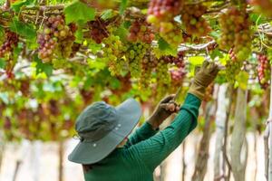 agricultor corte vermelho uvas dentro Vinhedo dentro a cedo manhã, com roliço uvas colhido carregado esperando vermelho vinho nutricional beber dentro ninh thuan província, Vietnã foto