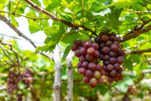 vermelho e verde Vinhedo dentro a cedo brilho do sol com roliço uvas colhido carregado esperando vermelho vinho nutricional beber dentro ninh thuan província, Vietnã foto