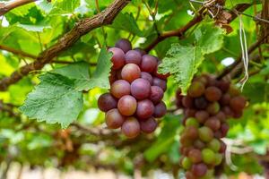 vermelho e verde Vinhedo dentro a cedo brilho do sol com roliço uvas colhido carregado esperando vermelho vinho nutricional beber dentro ninh thuan província, Vietnã foto