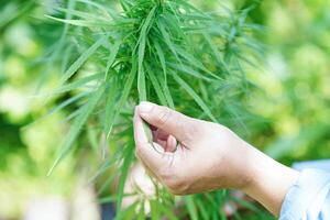 cannabis, maconha ou folha de maconha, cbd, thc usado como droga, intoxicante ou medicina alternativa. foto