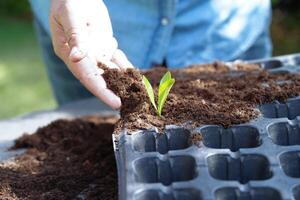 musgo de turfa, solo fertilizante para agricultura orgânica, cultivo de plantas, conceito de ecologia. foto