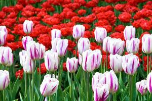 vermelho branco Rosa agradável delicado tulipas em uma verde grama, plantações foto