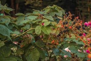 Preto maduro e vermelho amadurecimento Amora silvestre em verde folhas fundo. foto