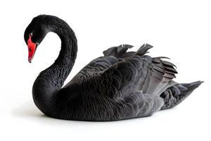 ai gerado Preto cisne em branco fundo foto