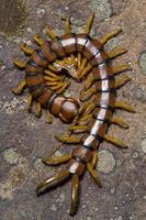 megariana centopéia scolopendra cingulata foto