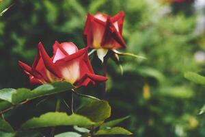 vermelho rosa do a Preto Magia família em uma caloroso ensolarado dia. foto