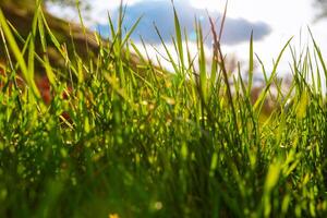 Relva e luz solar. natureza ou carbono neutralidade ou meio Ambiente fundo foto