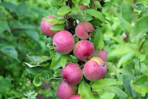 vermelho maduro maçãs do a Moscou colar variedade em uma árvore dentro a verão jardim. horizontal foto, fechar-se foto