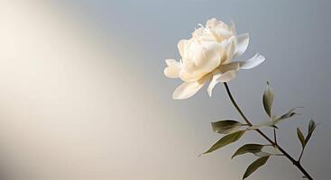 ai gerado branco peônia flor em uma cinzento gradiente minimalista fundo. fotografia com a conceito do beleza e orgânico Cuidado foto