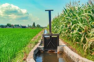 uma eclusa portão em uma barragem em uma pequeno irrigação rio entre arroz Campos e milho plantações dentro Indonésia foto