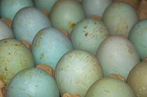Pato ovos ordenadamente arranjado dentro a ovo caixa ou bandeja para estar processado para dentro salgado ovos foto