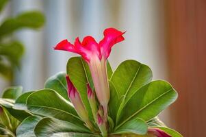 fechar acima do uma lindo japonês frangipani flor com uma borrado fundo foto