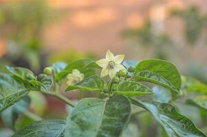 flores em Pimenta de caiena Pimenta plantas com borrão fundo foto