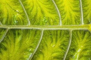 fechar acima textura do a folhas do a alocasia macrorriza Novo Guiné ouro plantar ou amarelo taro com água gotas em isto foto