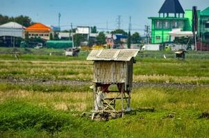 uma bambu cabana dentro a meio do uma arroz campo foto