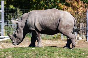 rinoceronte branco. mamíferos e mamíferos. mundo terrestre e fauna. vida selvagem e zoologia. foto