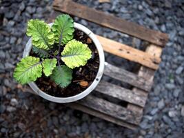 couve e verde salada plantar dentro Panela jardim fresco e orgânico foto