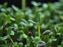 girassol brotos crescendo dentro Panela verde Comida e salada misturar Boa vegetal Alto Vitamina e saudável foto