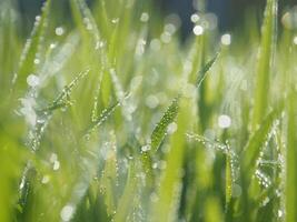 bokeh borrão fundo arroz agricultura e luz doce verde fundo natureza luz solar foto