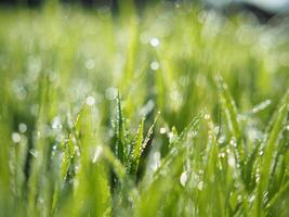 bokeh borrão fundo arroz agricultura e luz doce verde fundo natureza luz solar foto