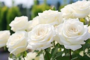 ai gerado lindo branco rosas fundo. ramalhete do lindo branco rosas. foto