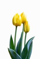 lindas tulipas amarelas foto